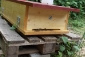 Unsere Bienen sind da